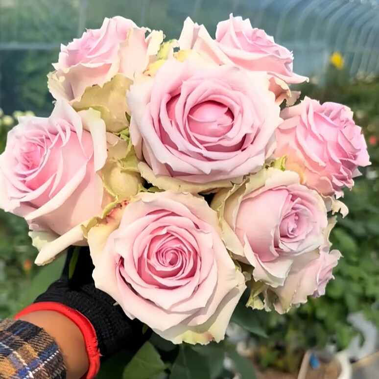 A彼岸月季花苗开花重瓣玫瑰花卉绿植物庭院四季盆栽爬墙薇树苗