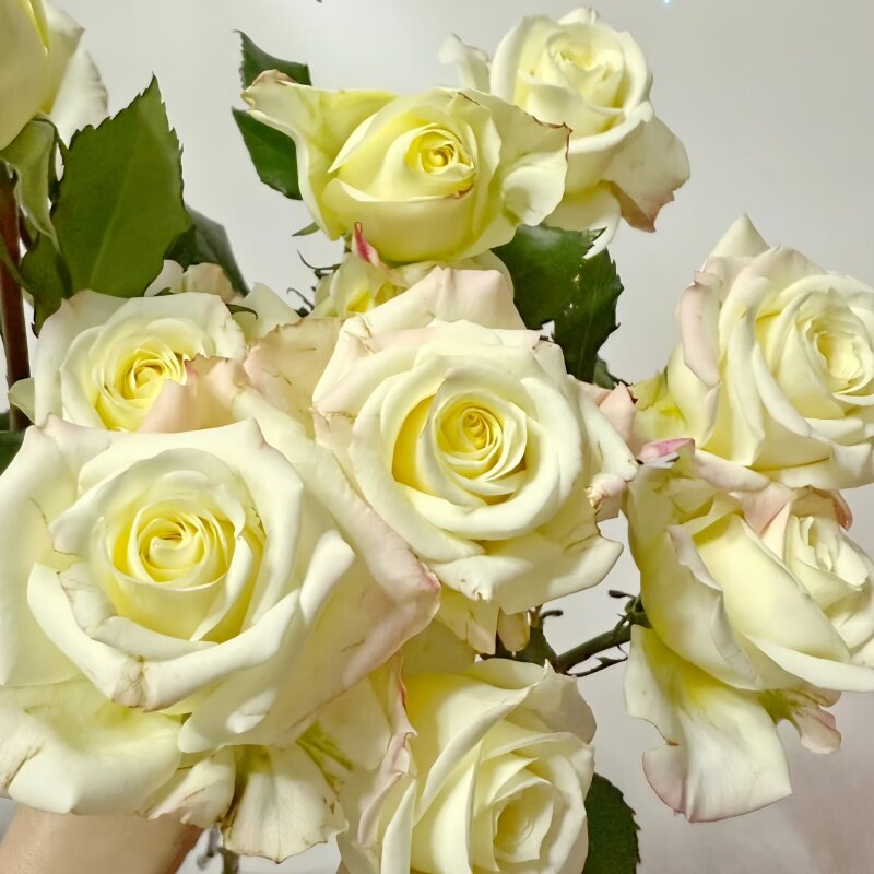 A粉黛儿月季花苗开花重瓣玫瑰花卉绿植物庭院四季盆栽爬墙薇树苗