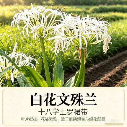 白花文殊兰正宗罗裙带草药苗客厅大型吸甲醛净化空气四季大型花卉