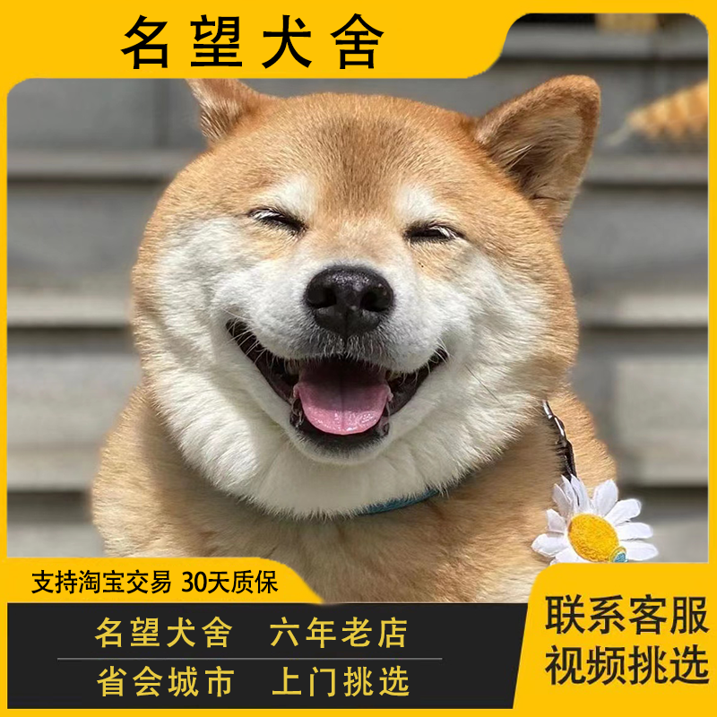 纯种柴犬幼犬赤柴黑色豆柴宠物狗狗日本柴犬秋田幼犬活体中小型犬