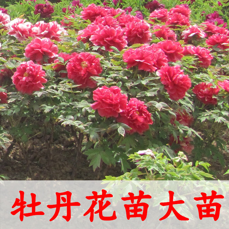菏泽牡丹花苗大苗盆栽四季庭院观赏花王洛阳红5年花卉绿植牡丹苗
