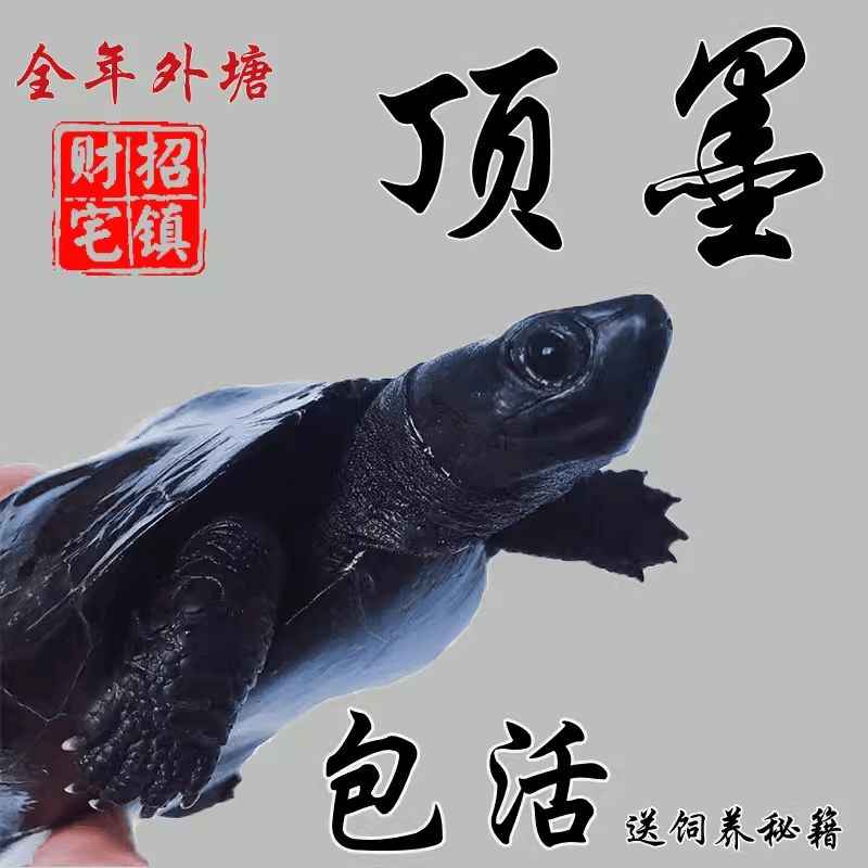 纯种全黑顶墨龟真正外塘饲养中华草龟长寿黑腹一对情侣大小墨龟