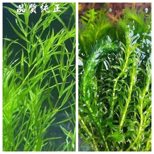 印度真草小竹节竹节草水草植物鱼缸水族箱造景绿菊蜈蚣草水榕活体