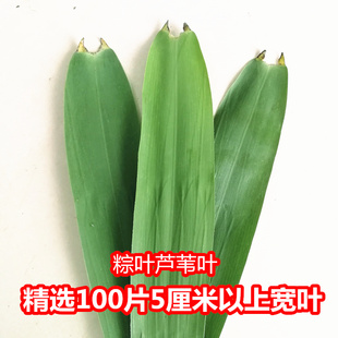 鲜粽叶包粽子叶芦苇叶端午节包粽子非箬叶苇叶精选宽大100片