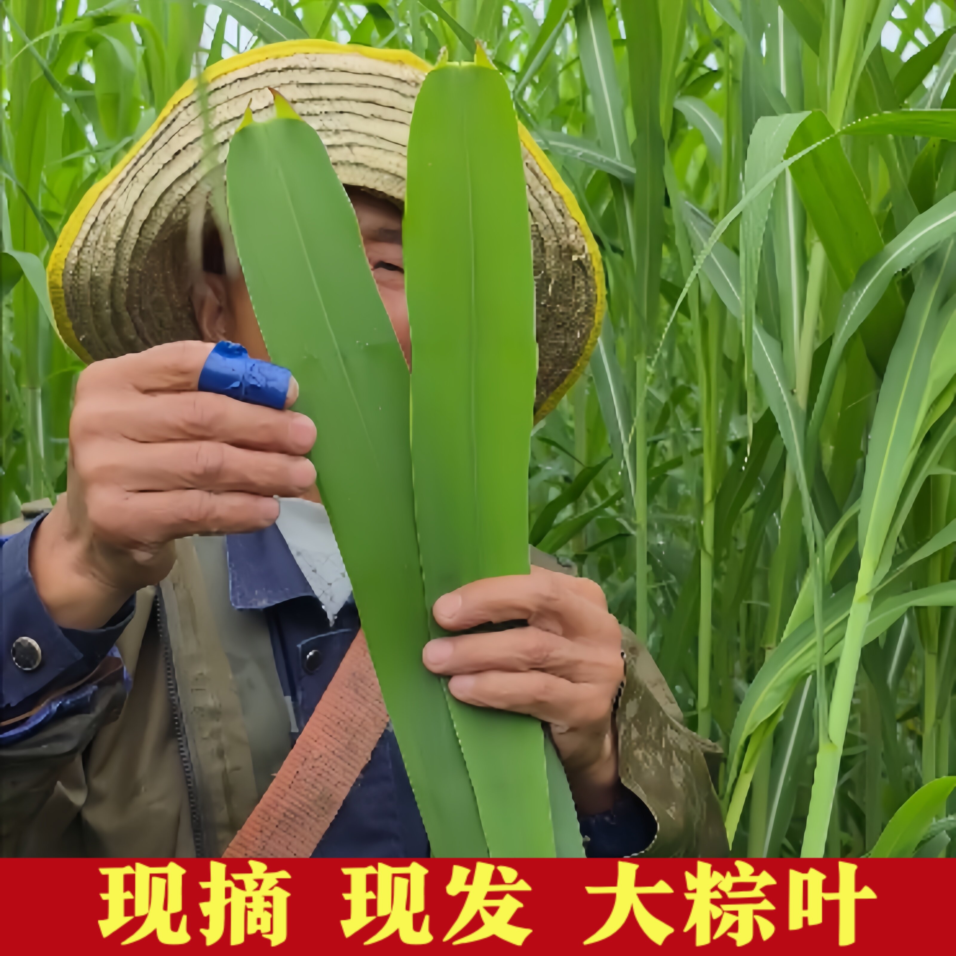 苏北新鲜粽叶芦苇叶农家野生大小宽可晒干细长无绳包粽子的叶子
