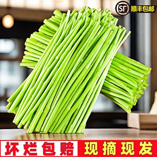 主播顺丰包邮现摘蔬菜去叶去老根净菜藜蒿芦蒿杆子柳蒿芽炒腊肉