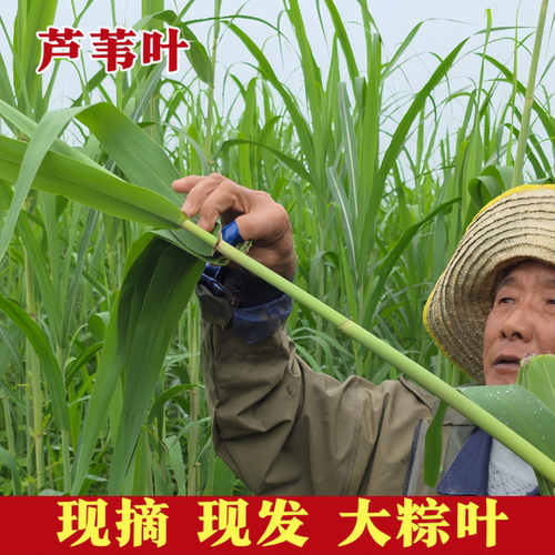 新鲜粽子精选宽大芦苇叶粽叶包
