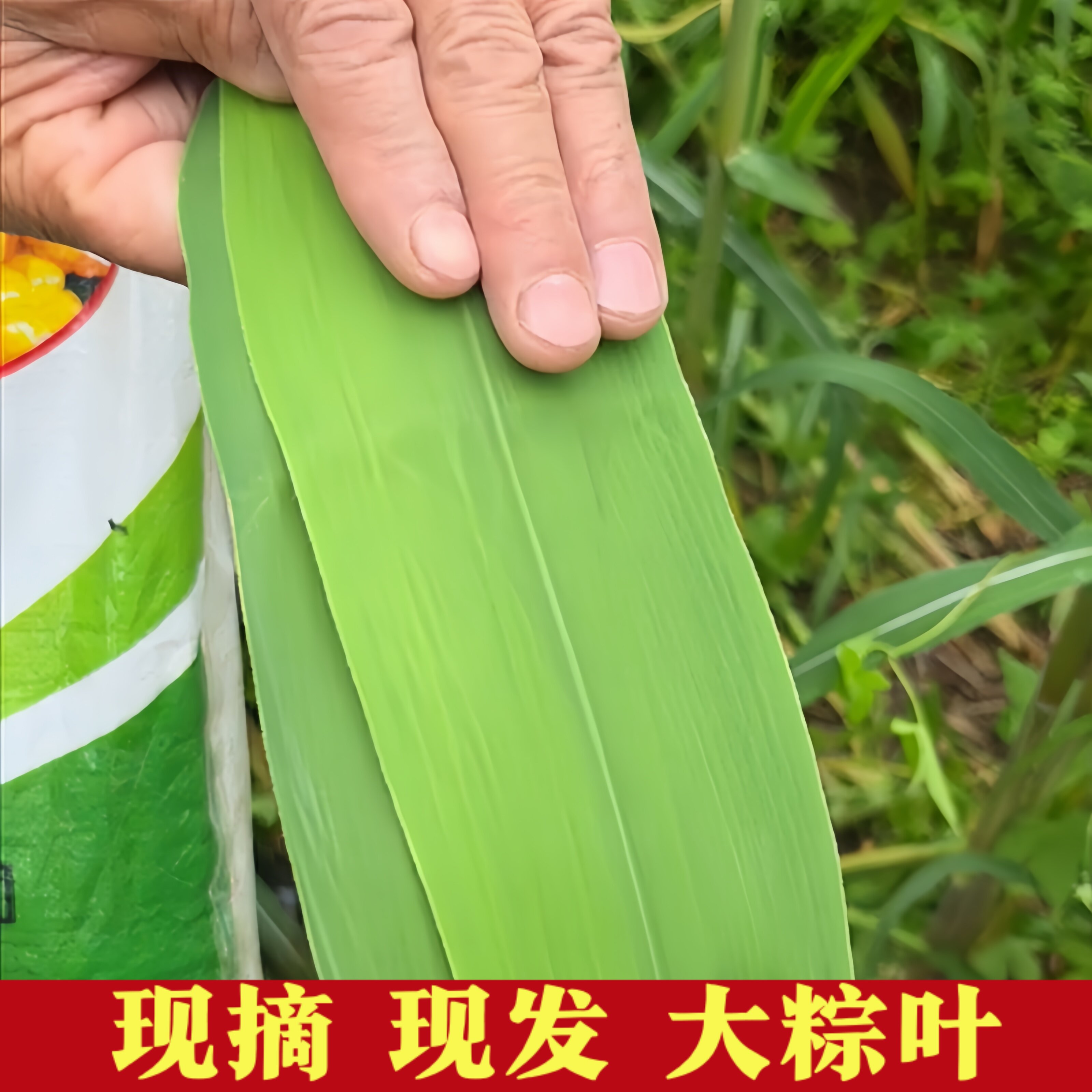 【主播精选】洪泽湖现摘苏家新鲜天然粽叶端午包粽子的叶子芦苇叶