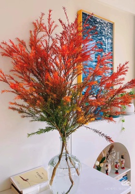 不售后，红色千层金1扎，购买三单包邮