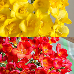 不售后，黄色加红色香雪兰2扎16～20只，购买三单包邮