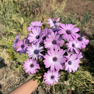 包邮 不售后 购买三单 渐变粉蓝目菊1扎 必买新品