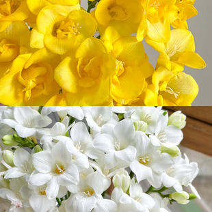 不售后，黄色加白色香雪兰2扎16～20只，购买三单包邮