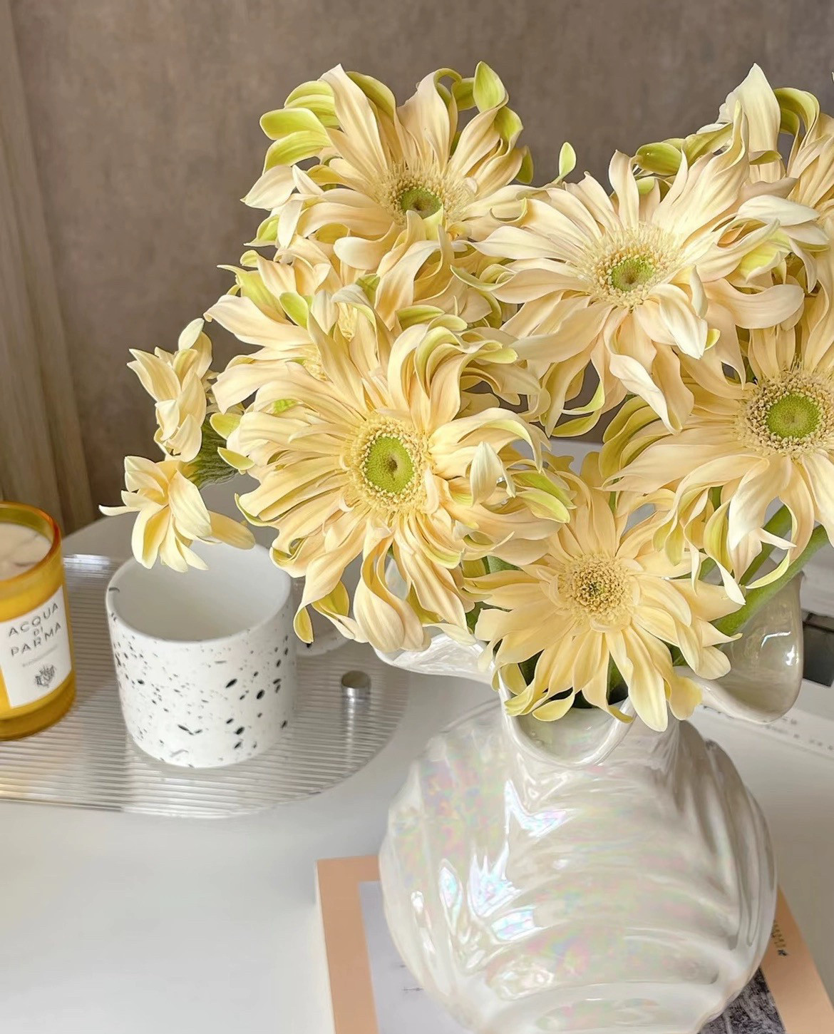 不售后，爱必达卷边香格里拉非洲菊1扎8～10只，购买三单包邮,鲜花速递/花卉仿真/绿植园艺,花材,淘宝优惠券,粉丝福利购,淘宝优惠卷