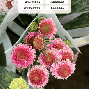 不售后,QQ糖松虫草1扎,购买三单包邮