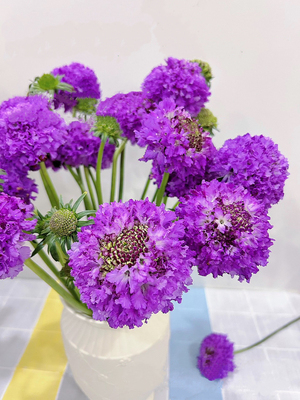 不售后，推荐必买绝美蓝花楹松虫草1扎，购买三单包邮