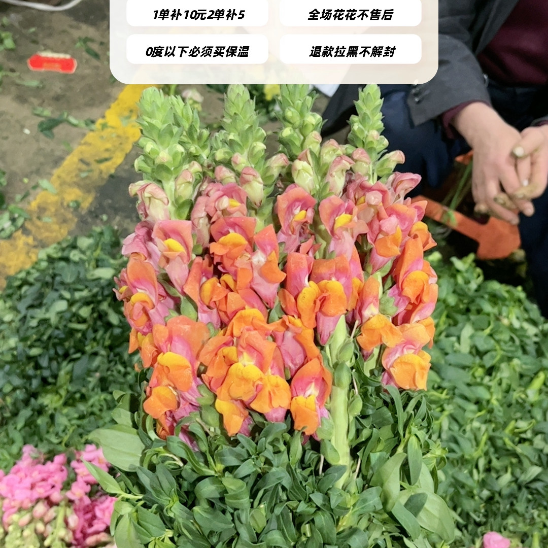 不售后，推荐橙色金鱼草1扎8～10支，购买三单包邮,鲜花速递/花卉仿真/绿植园艺,花材,淘宝优惠券,粉丝福利购,淘宝优惠卷