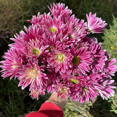 不售后，推荐变异太子小菊1扎8～10只，购买三单包邮