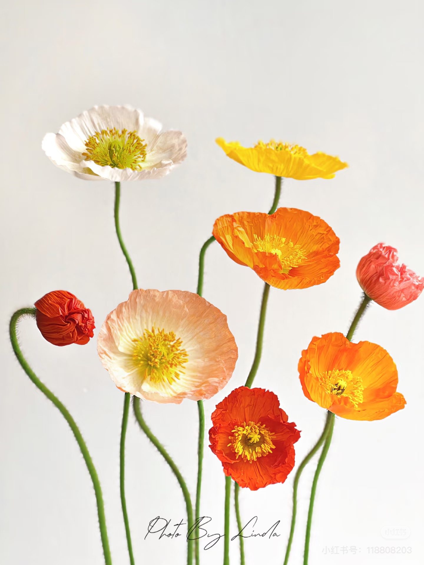 不售后，必买随机混色冰岛虞美人1扎8～10只，购买三单包邮,鲜花速递/花卉仿真/绿植园艺,花材,淘宝优惠券,粉丝福利购,淘宝优惠卷