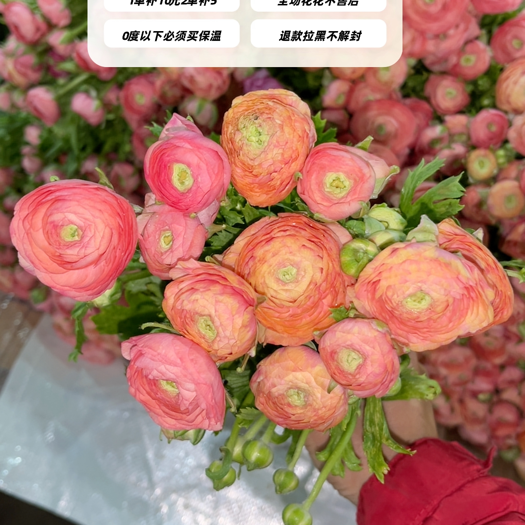 不售后，必买绝美斑纹鲑鱼粉洋牡丹1扎8～10只，购买三单包邮
