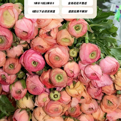 不售后，推荐鲑鱼粉洋牡丹1扎8～10只，购买三单包邮