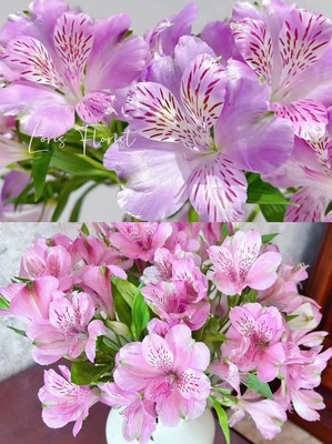 不售后，推荐仙女色系粉紫6初1扎8～10只，购买三单包邮