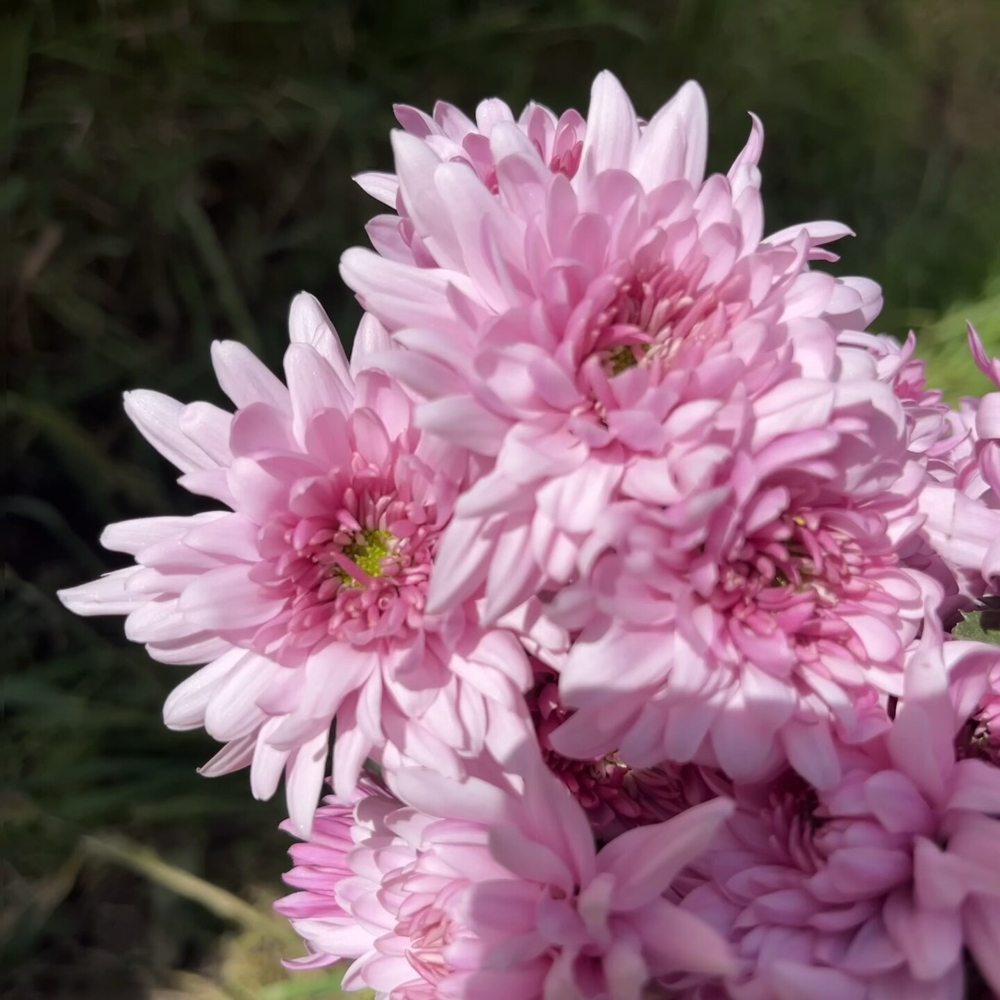 不售后，必买绝美爱丽丝化：朱雀小菊1扎8～10只，购买三单包邮