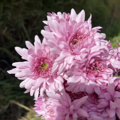 不售后，必买绝美爱丽丝化：朱雀小菊1扎8～10只，购买三单包邮