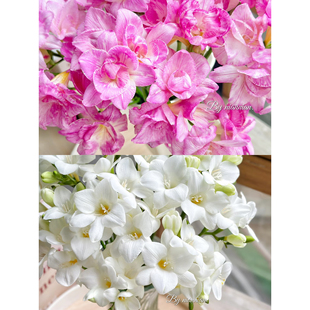 不售后，桃子加白色香雪兰2扎16～20只，购买三单包邮