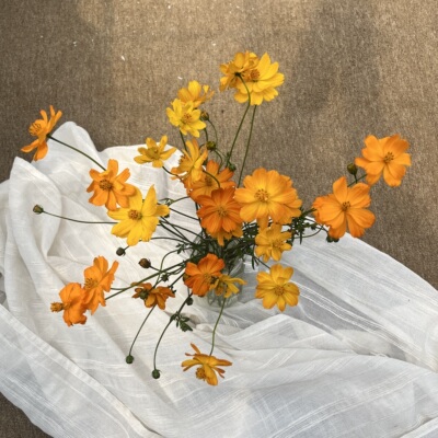 不售后，基地现采：浅橘黄硫化菊1扎，购买三单包邮
