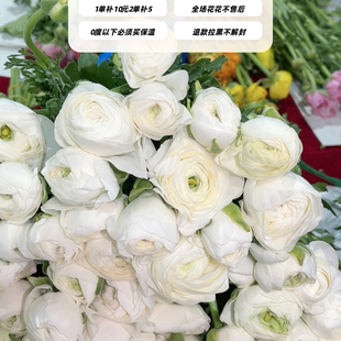 加购不算订单,白色洋牡丹扎8~10只,购买三单正价才发