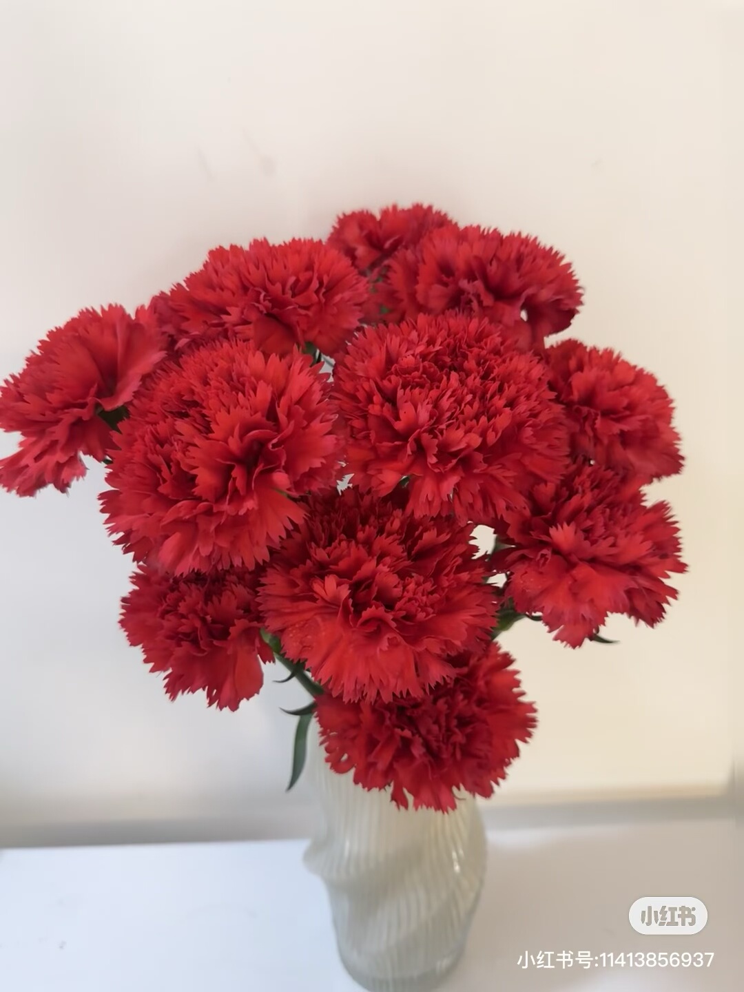 不售后，必买红色单头康1扎16～20支，购买3单包邮,鲜花速递/花卉仿真/绿植园艺,花材,淘宝优惠券,粉丝福利购,淘宝优惠卷