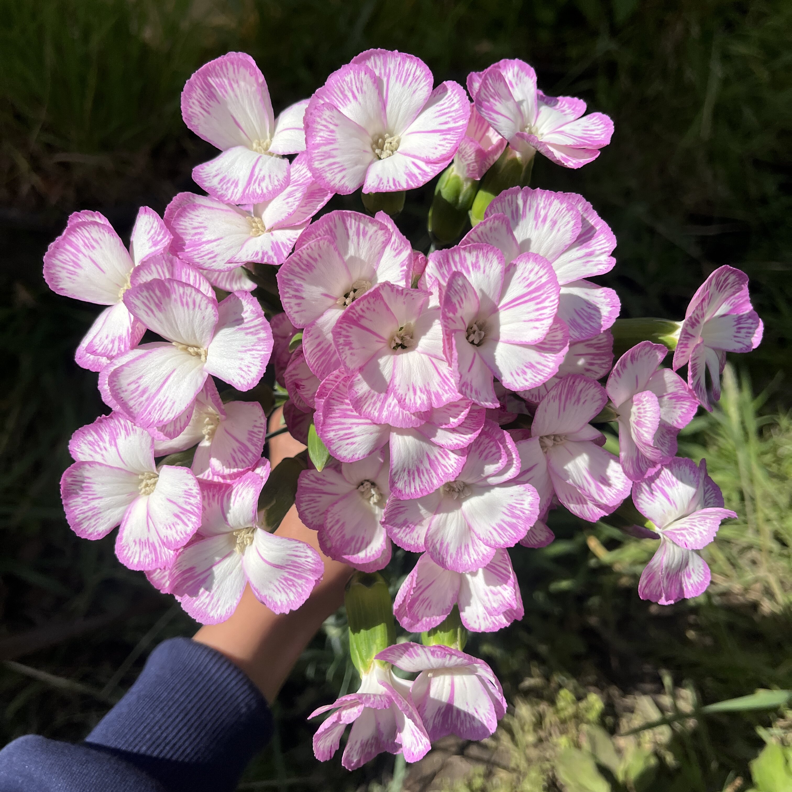 不售后，可丽鲜·清涵多丁1扎，购买三单包邮