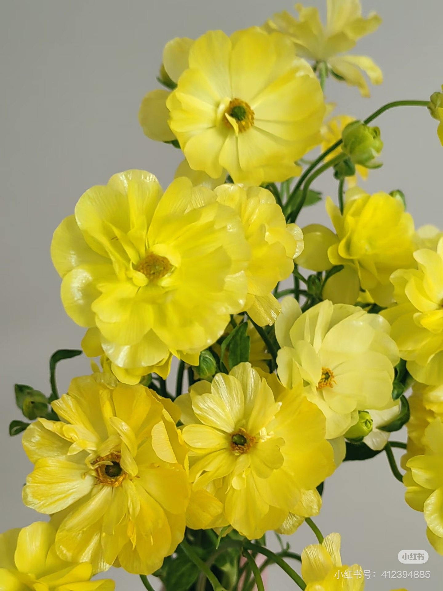 不售后，黄色蝴蝶洋牡丹1扎4～5只，购买三单包邮,鲜花速递/花卉仿真/绿植园艺,花材,淘宝优惠券,粉丝福利购,淘宝优惠卷