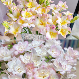 不售后，香槟加蜜月香雪兰2扎16～20只，购买三单包邮