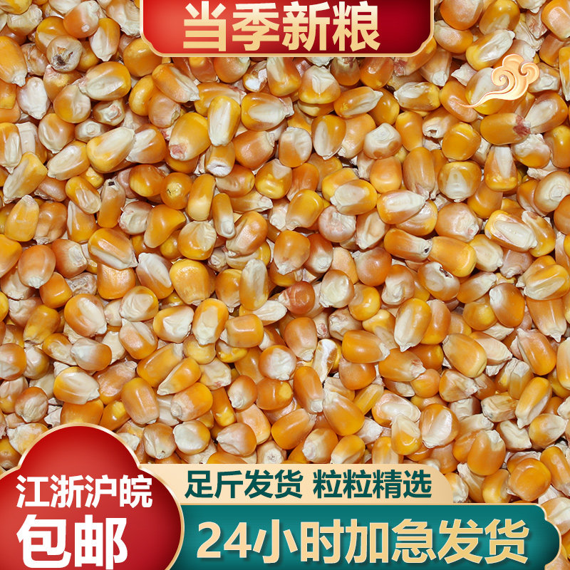 50斤鸽子玉米饲料鸟食鸽粮赛鸽信鸽观赏鸽优质原料包邮玉米即食