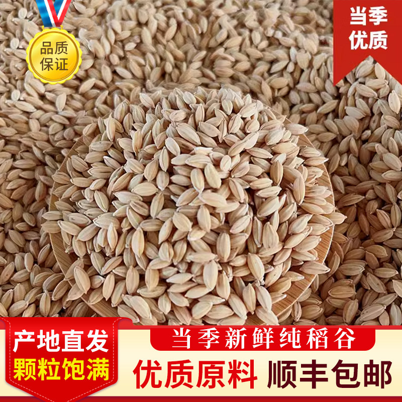 当季稻谷带壳新水稻喂鸡鸭鹅鸽子饲料鸟食宠物粮食江浙沪皖包邮