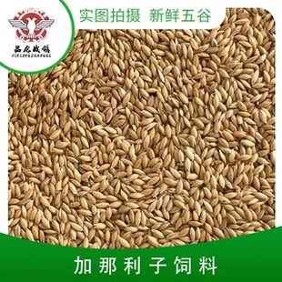 加那利子 五谷原料鸟食鸽粮饲料5公斤20公斤大包装厂家直销