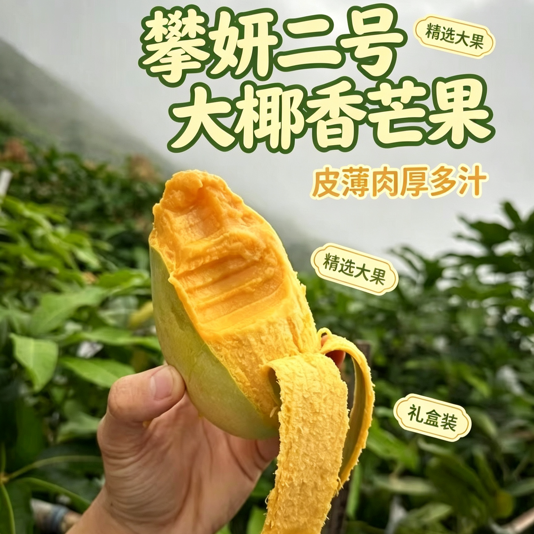 攀枝花大芒果 攀研二号大椰香芒果新鲜水果5斤整箱包邮