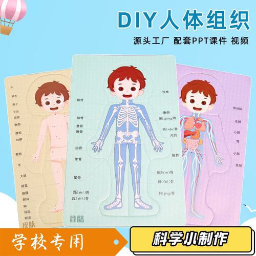 儿童启蒙人体组织DIY小学生手工拼装人体结构拼图材料包早教玩S68