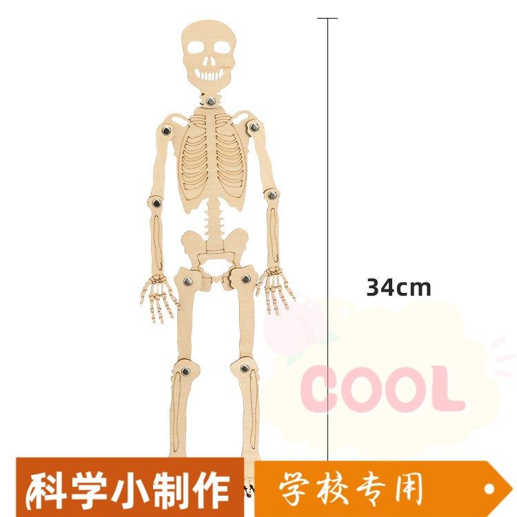人体骨骼模型diy科技小制作骨架拼装教具儿童益智手工制作材SS82
