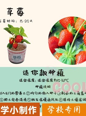 探索种植小盆栽儿童绿植成长观察小实验 学生手工创意趣味小as18