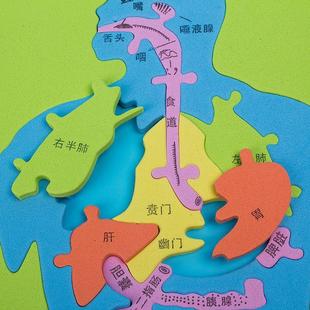 四年级科学实验材料包消化系统人体器官模型自制diy拼图上册食物