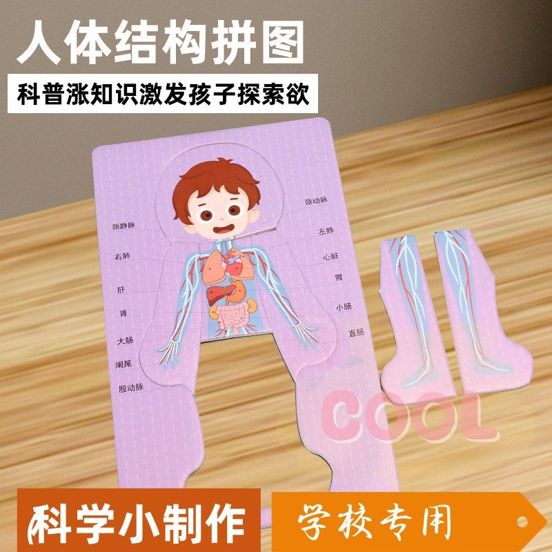 科技小制作DIY人体器官消化系统拼图KT内脏拼图模型科学实验SS24