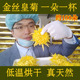 金丝皇菊黄菊花茶正品 大朵一朵一杯非贡菊胎菊