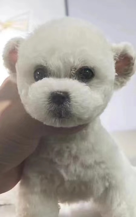 北京雪纳瑞泰迪茶杯幼犬成犬全犬种修耳裁耳剪耳立耳米奇耳圆耳朵