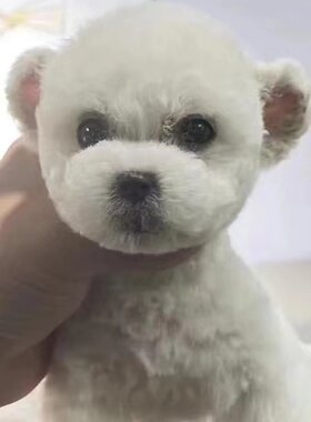 北京雪纳瑞泰迪茶杯幼犬成犬全犬种修耳裁耳剪耳立耳米奇耳圆耳朵