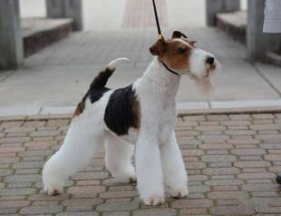 北京纯种刚毛猎狐梗犬幼犬纯种家养小型犬短毛宠物血统狗狗犬舍