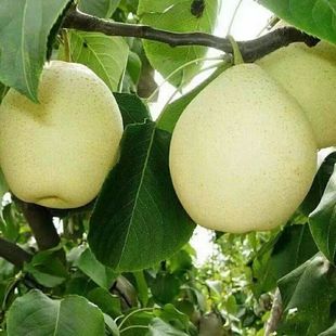 河北赵县鸭梨甘甜多汁25年新鲜下树现摘现发水晶鸭梨非雪梨皇冠