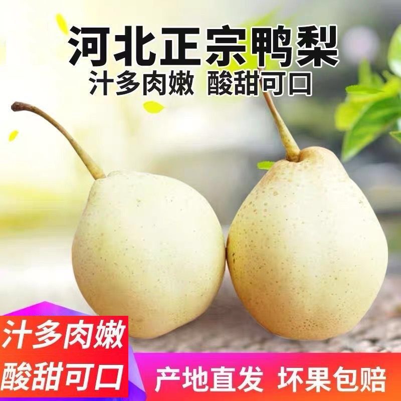 河北鸭梨赵州特产赵县鸭梨2025年新鲜下树薄脆多汁非雪·皇冠梨