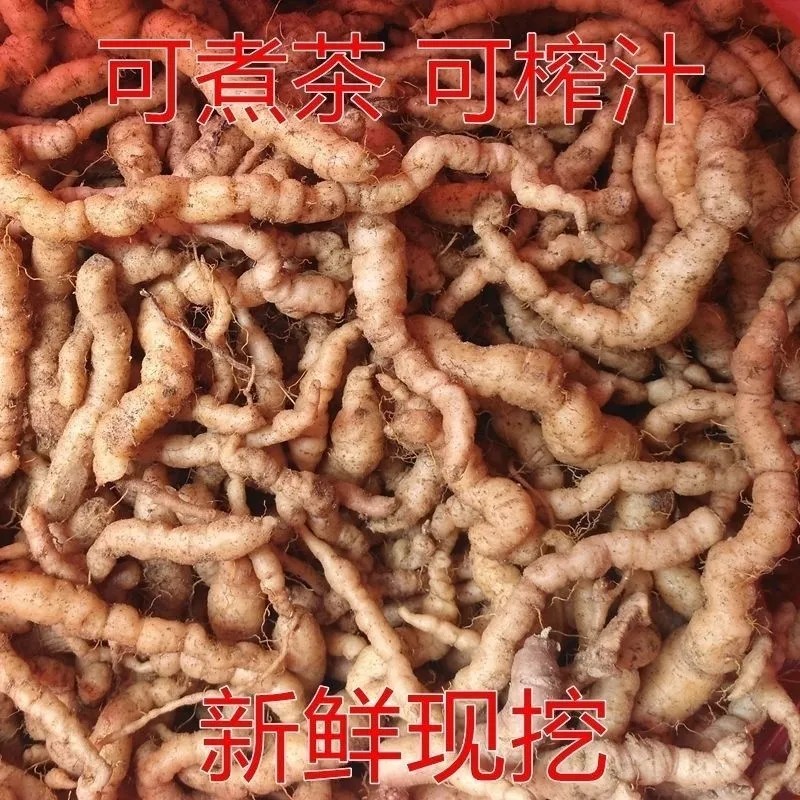 新鲜河南半野生生地黄原滋原味可煲汤可凉拌正宗地黄根